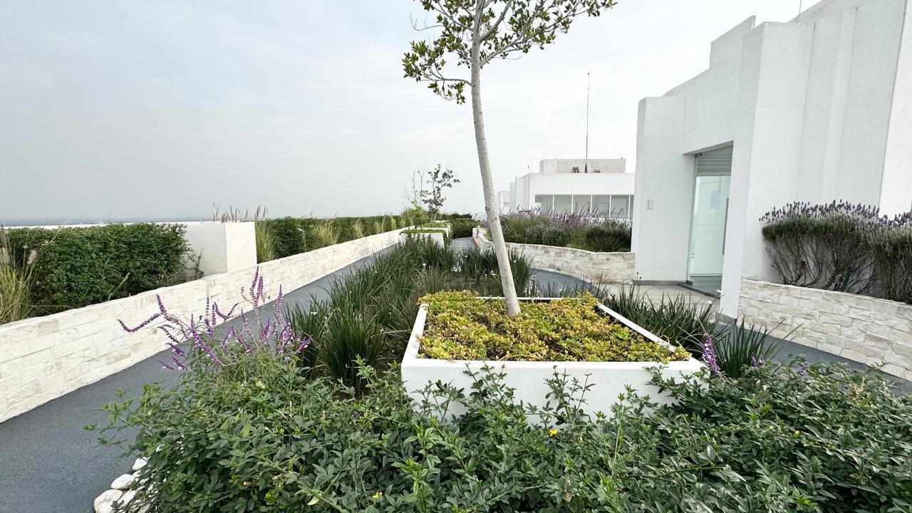 Jardín en azotea con árbol, lavanda y andadores